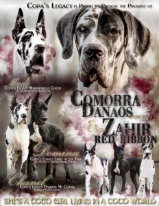 Elite Euro Canines