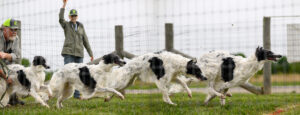 2024 05 fastcat smdtc borzoi morph