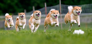 2024 06 02 TAZ THE SHIBA morph