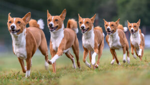 2024 08 TAZ THE BASENJI MORPH