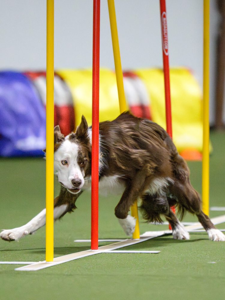 2025ODDPAW-midsummer agility teasers-3